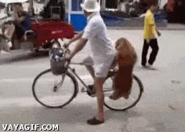 equilibrio,paquete,inteligente perro,viaja,bicicleta