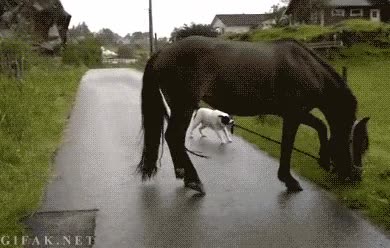 perro,caballo,hierba,comer,llevar,desobedecer,establo