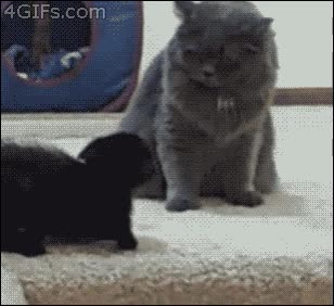 poca paciencia,hostiaca,colleja,gato,dejar,tonto,hacer,ni&ntilde;o