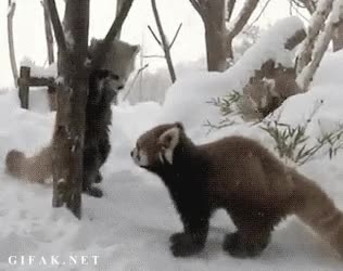 ataque,jugar,monstruo,mounstro,nieve,panda rojo