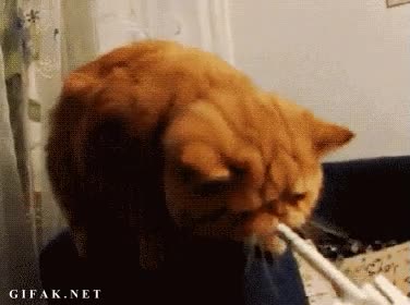 tabaco,gato,fumar,c&aacute;ncer,cigarro