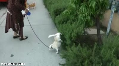 perro,mear,levantar,pata,pino