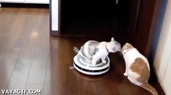 gato,beso,robot escoba,robot de limpieza,aspirador,al trabajo,a currar,roomba