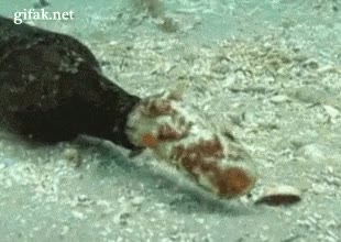 cambio de color,escondido,refugio,estrecho,botella,pulpo,camuflaje