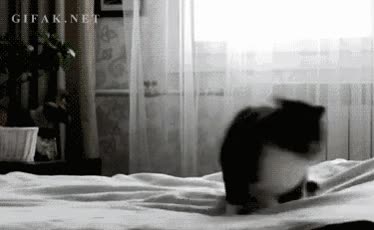 mover,Gato,loco,jugar,saltar,nervioso,ansiedad