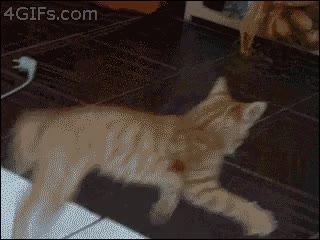jugar,juguete,patata,gato,saltos,it's alive,locura maxima