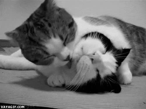 blanco y negro,besos,Gato,Pareja,lametazo,amor