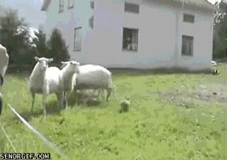 reba&ntilde;o,ovejas,pastor,improvisado,animales