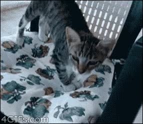 gato,fail,sentado,caer,suelo