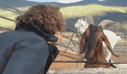 susto,cabra,humano,beso,ola k ase