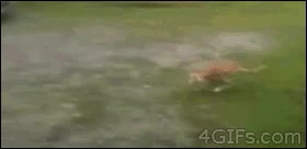 El gato ninja más torpe del mundo o la gallina con los mejores reflejos de la historia gallo,gato,asesinar,mision fallida,saltar