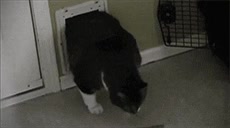 gato,gordo,puerta,incomodo,obeso,trampilla para gatos