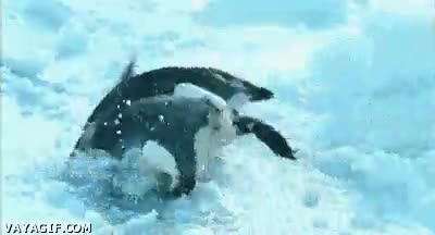 pescar,agujero,pinguinos,fail,gordos,hielo