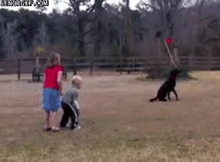 perro,pelota,caida,niño,impacto,choque,atropello
