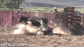 gordo,cowboys,vaqueros,ternero,toro salvaje,rodeo,pobre animal