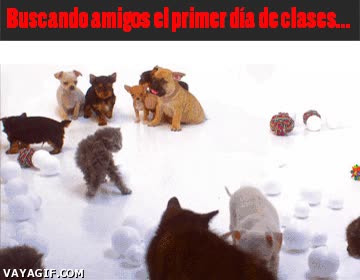 grupo,amigos,perro,primer dia de clases,forever alone,gato