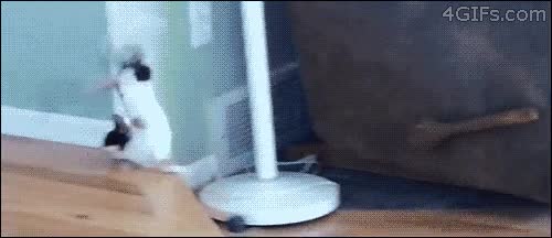 error de calculo,golpe,escalon,gato,saltar,caer,disimular