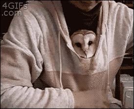 escondido,sudadera,lechuza,buho,camiseta,sacar,p&aacute;jaro