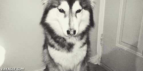 perro,husky,patita,clase,elegancia,blanco y negro