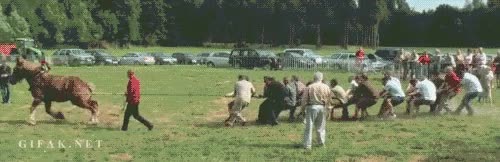 un caballo de potencia,18 personas,cuerda,arrastre,caballo,fuerza
