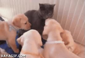 petrificado,acojonado,incomodo,muchos,cachorros,gato,perros,mierda