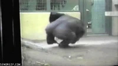 breakdance,zoo,girar,gorila,giros,peonza