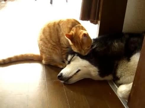 animales,gato,perro,lengua,lavar,dormido