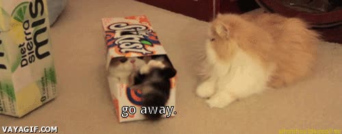 gato,caja,largo,echar