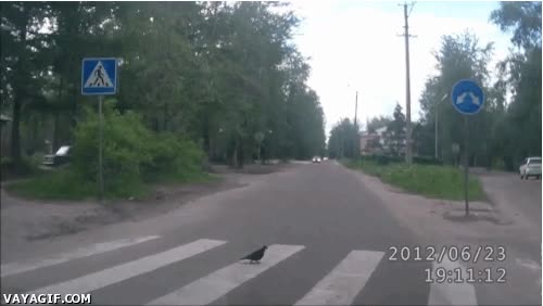 paso de cebra,paloma,caminando,detenido,deja pasar,frenar,paso de peatones