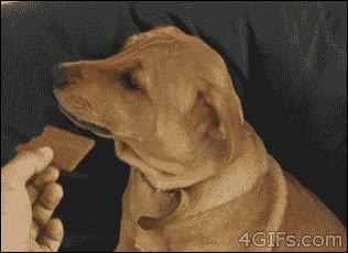 dieta,no le gusta,chocolate,galleta,perro,dejame en paz,molestar,insistir