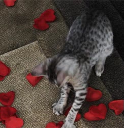 gato,jugar,flores,petalos,atrapar