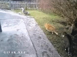 por la espalda,pajaro,gaviota,Gato,susto,ave,c&eacute;sped,jard&iacute;n