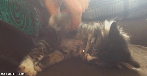 que mono,patita,dormido,gato,expresion