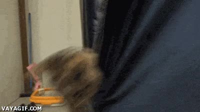 traje,gatos,alarma,gato