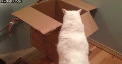 negro,caja,escaleras,que malote el gato negro,Gatos