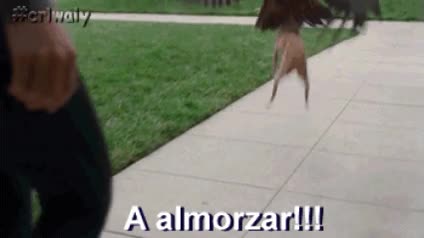 pasear,paseo,chihuahua,aguila,perrito,cazar,desayuno