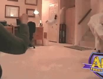 gato,salto,hambre,comida,backflip,voltereta en el aire,gato ninja