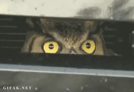 vigilar,escondido,rejilla,buho,coche,espiar,mirar