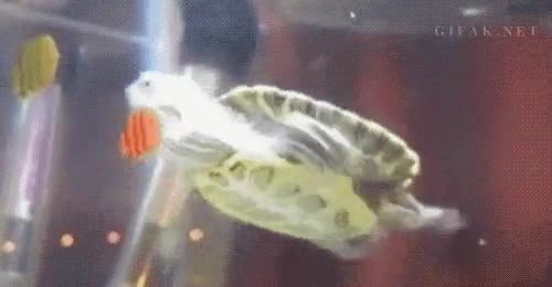 ¿Por qué no se da cuenta que no puede después de 15 intentos? trollear,insistir,vidrio,cristal,nadar,Tortuguita,acuario,morder