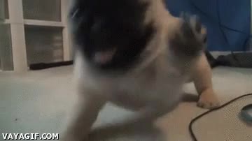 feliz,tarta,sonrisa,perro,carlino,pug,al ataque,expresion