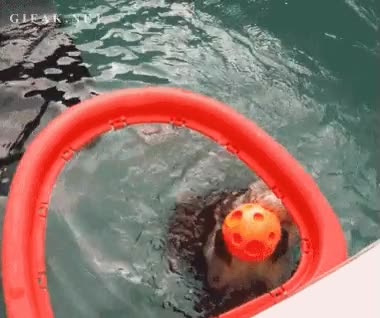 baloncesto acuatico,Nutria,mate,agua,canasta,basket