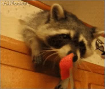 en casa,escondido,sandia,mapache,mascota