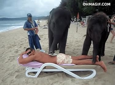 trompa,tailandia,elefantes,masaje,playa,masajear