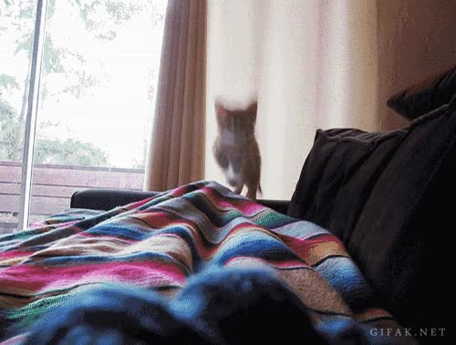 jugar,cachorro,Gato,manta,saltar,dame mi atun