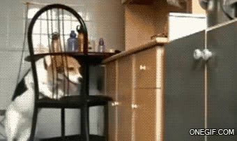 beagle,alcanzar,llegar,perro,inteligente,mover silla,cocina