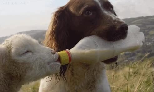 biberon,cordero,perro,oveja,alimentar,madre sustituta