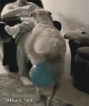 sientate,sentarse,perro,globo,restregar,marcar