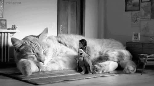 comodo,comedor,salon,Gato,enorme,chica,café,sofa