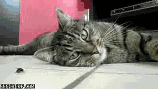 mosca,gato,jugar,perezoso,sueño,insecto,bicho