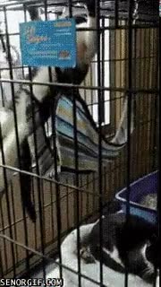 Gato,profesional,cama,jaula